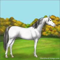 Horse Color:White Spotted Grullo Appaloosa Rabicano 