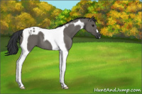 Horse Color:Grullo Tobiano