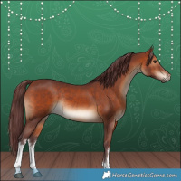Horse Color:White Spotted Chocolate Brown Rabicano 