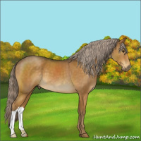 Horse Color:Chocolate Palomino 