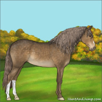 Horse Color:Chocolate Palomino 