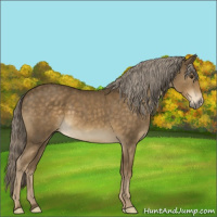 Horse Color:Chocolate Palomino 