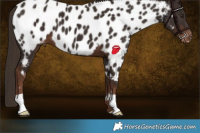 Horse Color:Liver Chestnut Near Leopard 