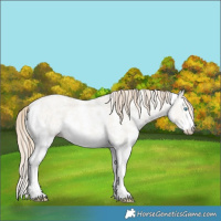 Horse Color:Smoky Creme Dun Sabino Rabicano 