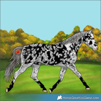 Horse Color:Black Appaloosa Rabicano 