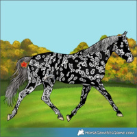 Horse Color:Black Near Leopard Rabicano 