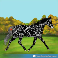 Horse Color:Black Appaloosa