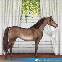 Horse Color:White Spotted Chocolate Brown Dun Rabicano 