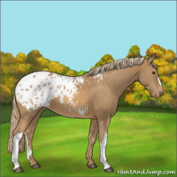 Horse Color:Chestnut Appaloosa 