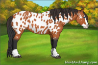 Horse Color:Bay Splash Appaloosa 