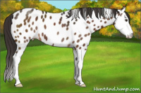 Horse Color:Liver Chestnut Sabino Splash Near Leopard