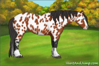 Horse Color:Bay Splash Appaloosa 