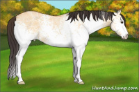 Horse Color:White Spotted Buckskin Ice Dun Rabicano 