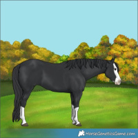 Horse Color:Black Splash Brindle