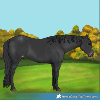Horse Color:Black Appaloosa
