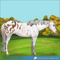 Horse Color:Bay Appaloosa 