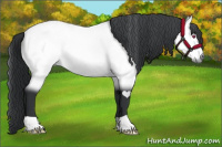 Horse Color:Bay Chinchilla 