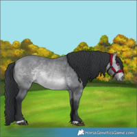 Horse Color:Bay Chinchilla 