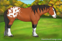 Horse Color:Bay Splash Appaloosa 