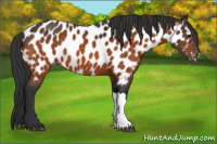 Horse Color:Bay Appaloosa 