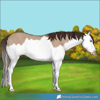 Horse Color:Liver Red Dun Splash 