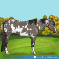 Horse Color:White Spotted Smoky Grullo 