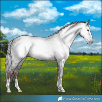 Horse Color:Gray Liver Chestnut 