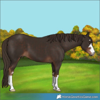 Horse Color:Liver Chestnut 
