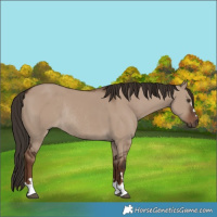 Horse Color:Liver Red Dun Rabicano 