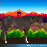 Horse Color:Liver Chestnut Rabicano 