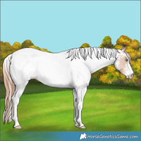Horse Color:White Spotted Gold Champagne Dun