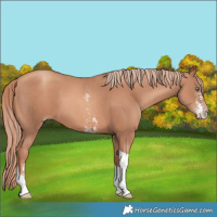 Horse Color:Gold Champagne Sabino Tobiano 
