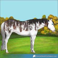 Horse Color:White Spotted Bay Splash 