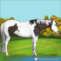 Horse Color:Brown Splash Tobiano 