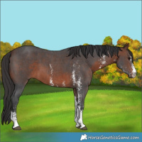 Horse Color:Brown Sabino