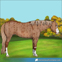 Horse Color:Red Dun Brindle 