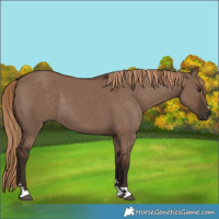 Horse Color:Liver Red Dun