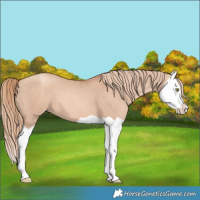 Horse Color:Gold Champagne Dun Splash 