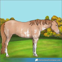Horse Color:Gold Champagne Sabino 