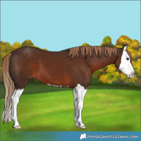 Horse Color:Liver Chestnut Splash 