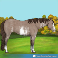 Horse Color:Liver Red Dun Sabino