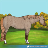 Horse Color:Liver Red Dun Brindle 