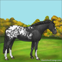 Horse Color:Black Appaloosa 