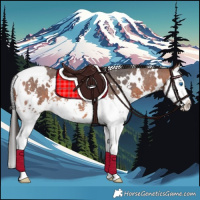 Horse Color:White Spotted Bay Sabino Splash
