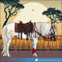 Horse Color:Palomino Sabino Tobiano Rabicano