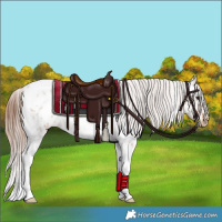 Horse Color:Bay Roan Dun Tobiano Appaloosa