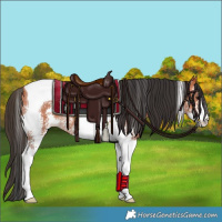Horse Color:Bay Sabino Tobiano 