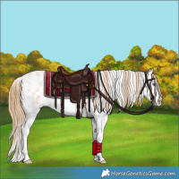 Horse Color:Chestnut Sabino Splash 