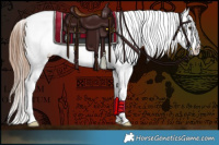 Horse Color:Chestnut Sabino Appaloosa 