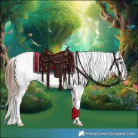 Horse Color:Red Dun Sabino Tobiano Appaloosa 